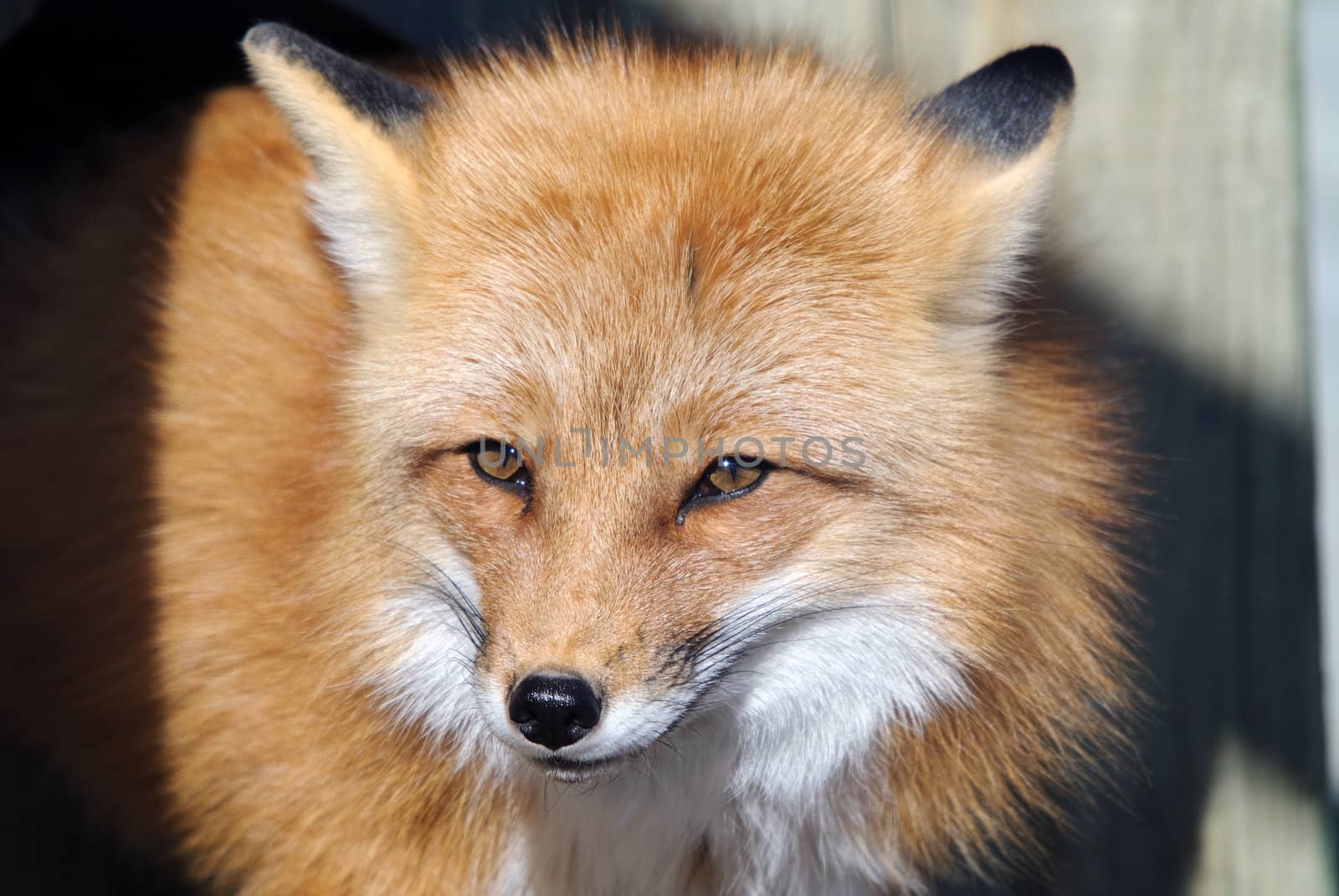Close-up portrait of a beautiful wild Red Fox