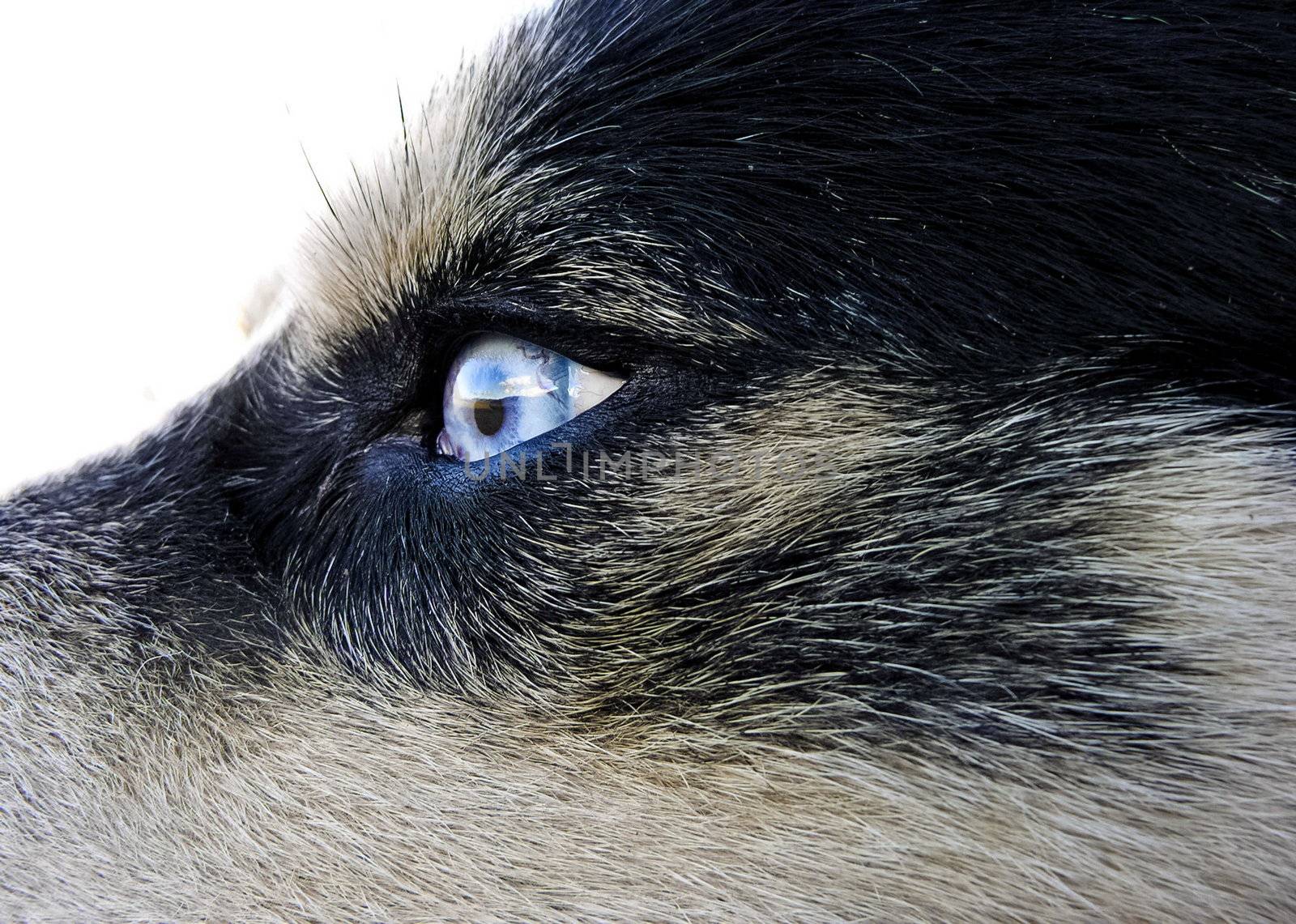 Artic wolfhound blue eye detail with reflection