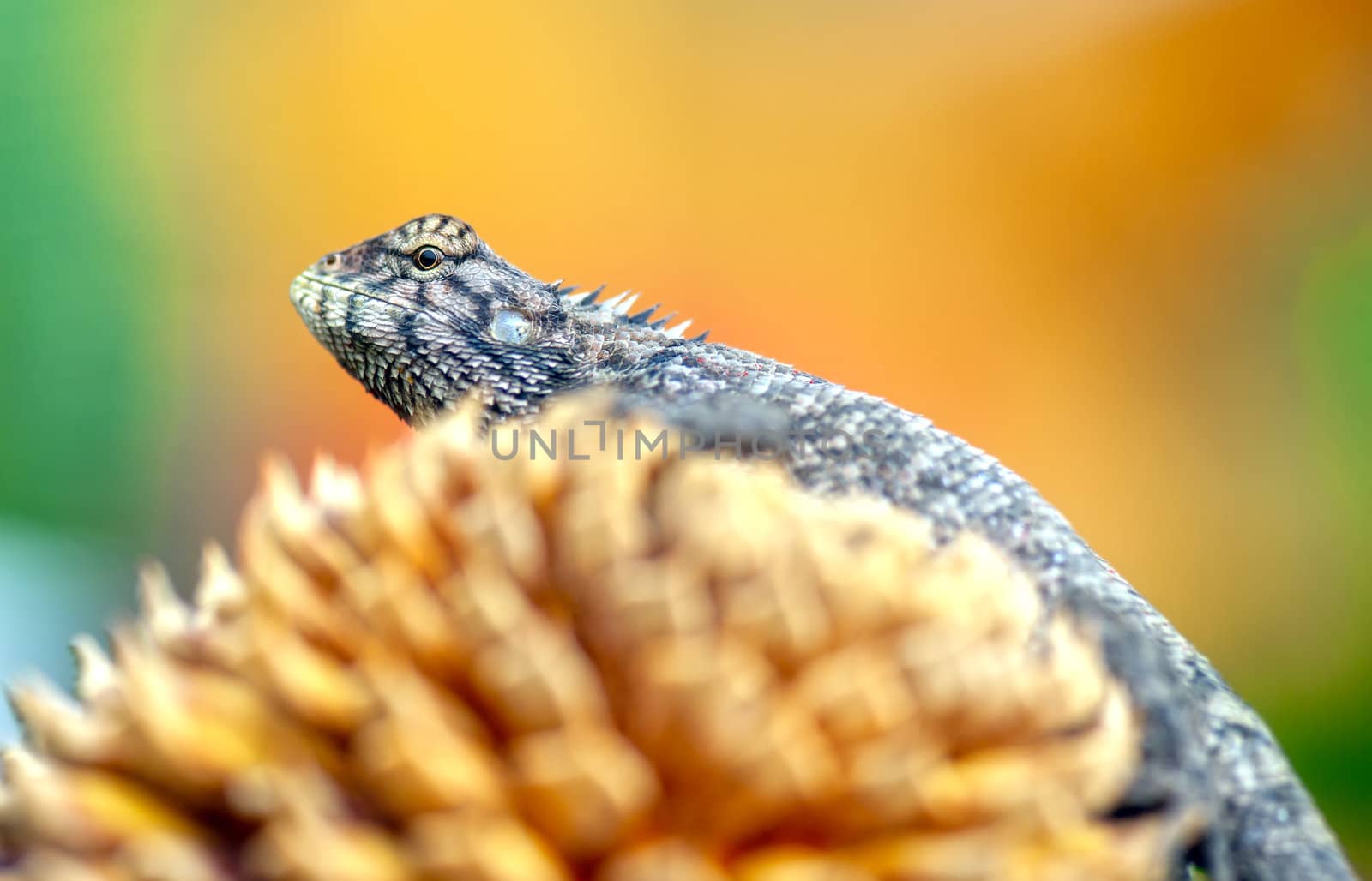 A lizard in the nature by xfdly5