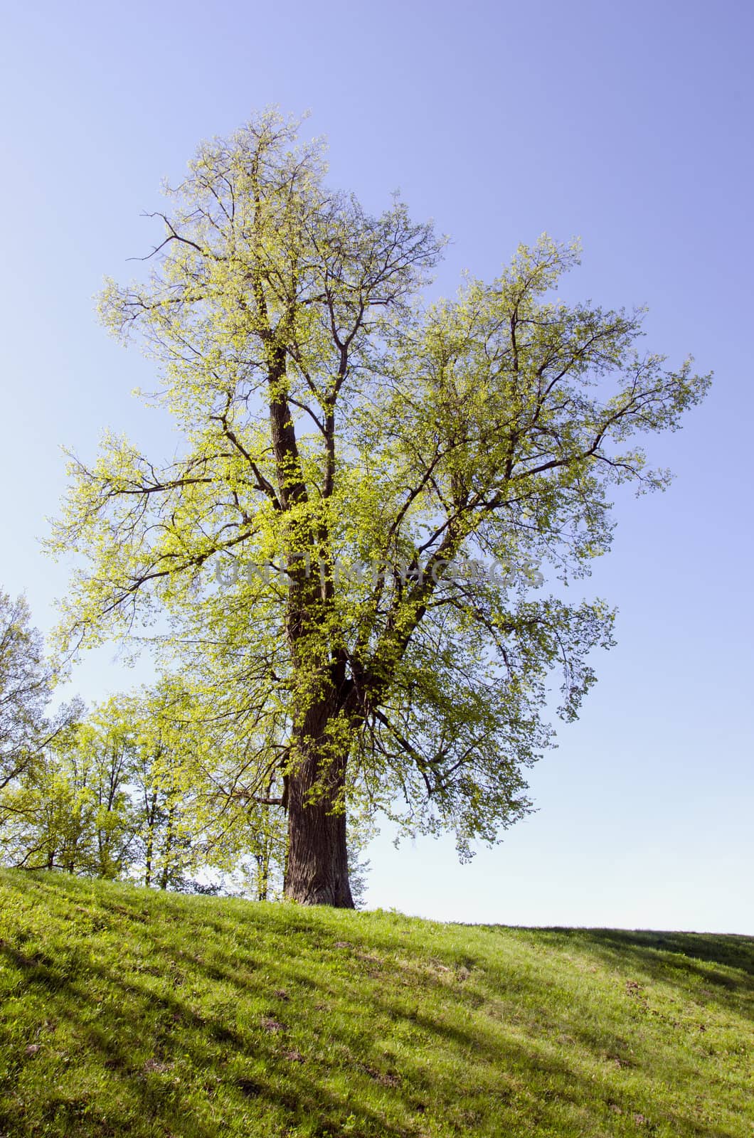 Old lime covered with new spring leaves on the green hill.