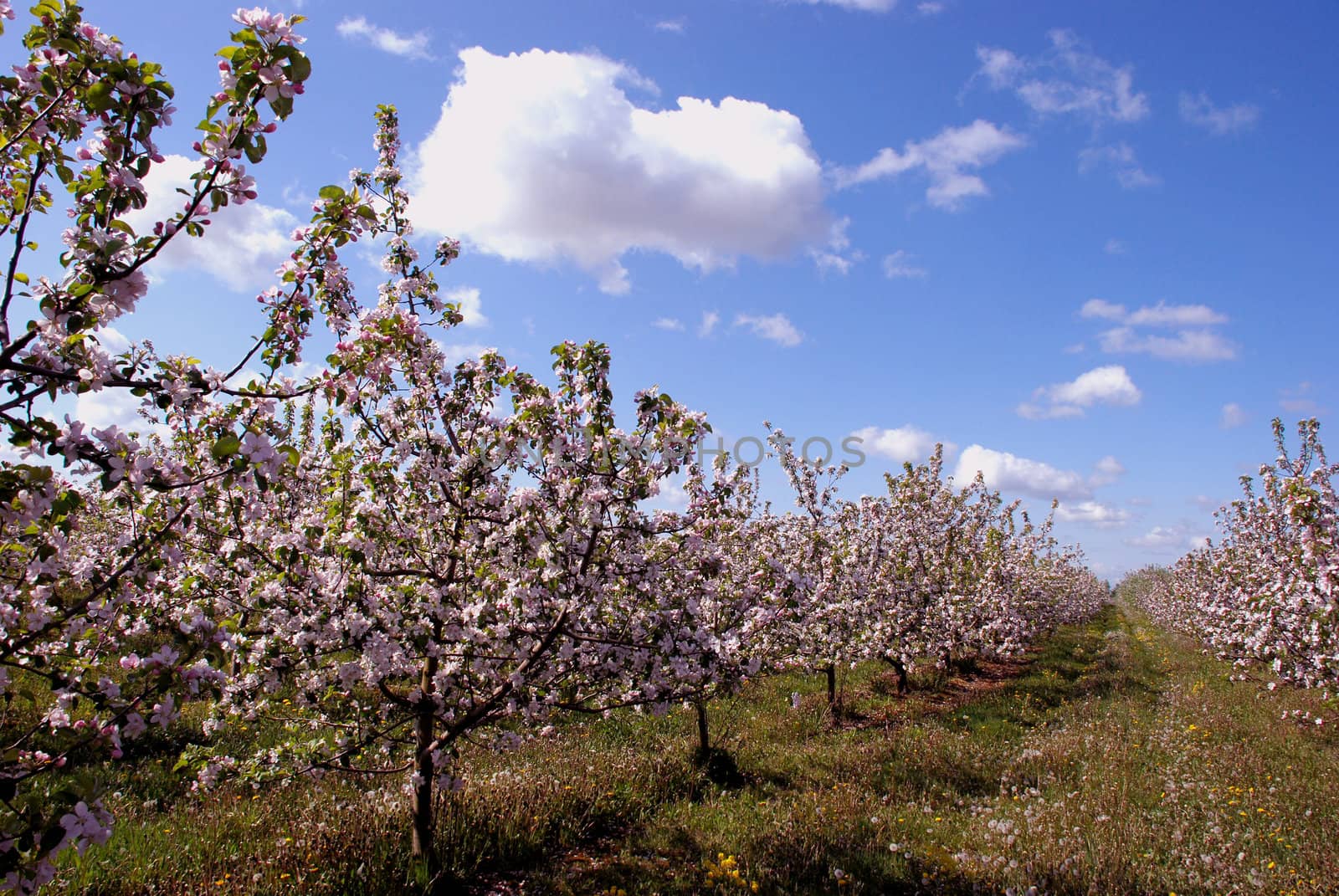 Fruit tree blossom in gardem. by sauletas