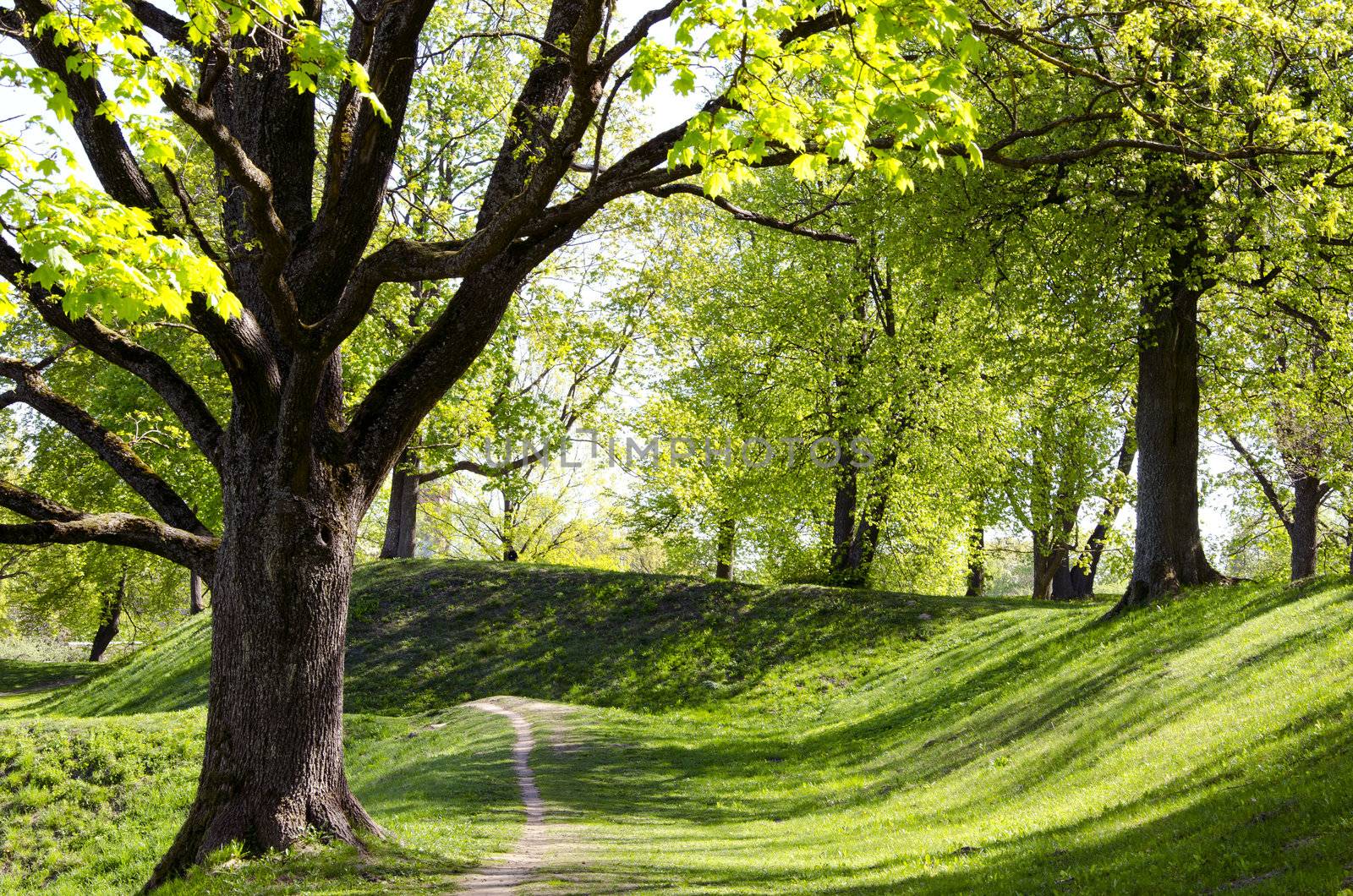 Alley of trees in spring. by sauletas