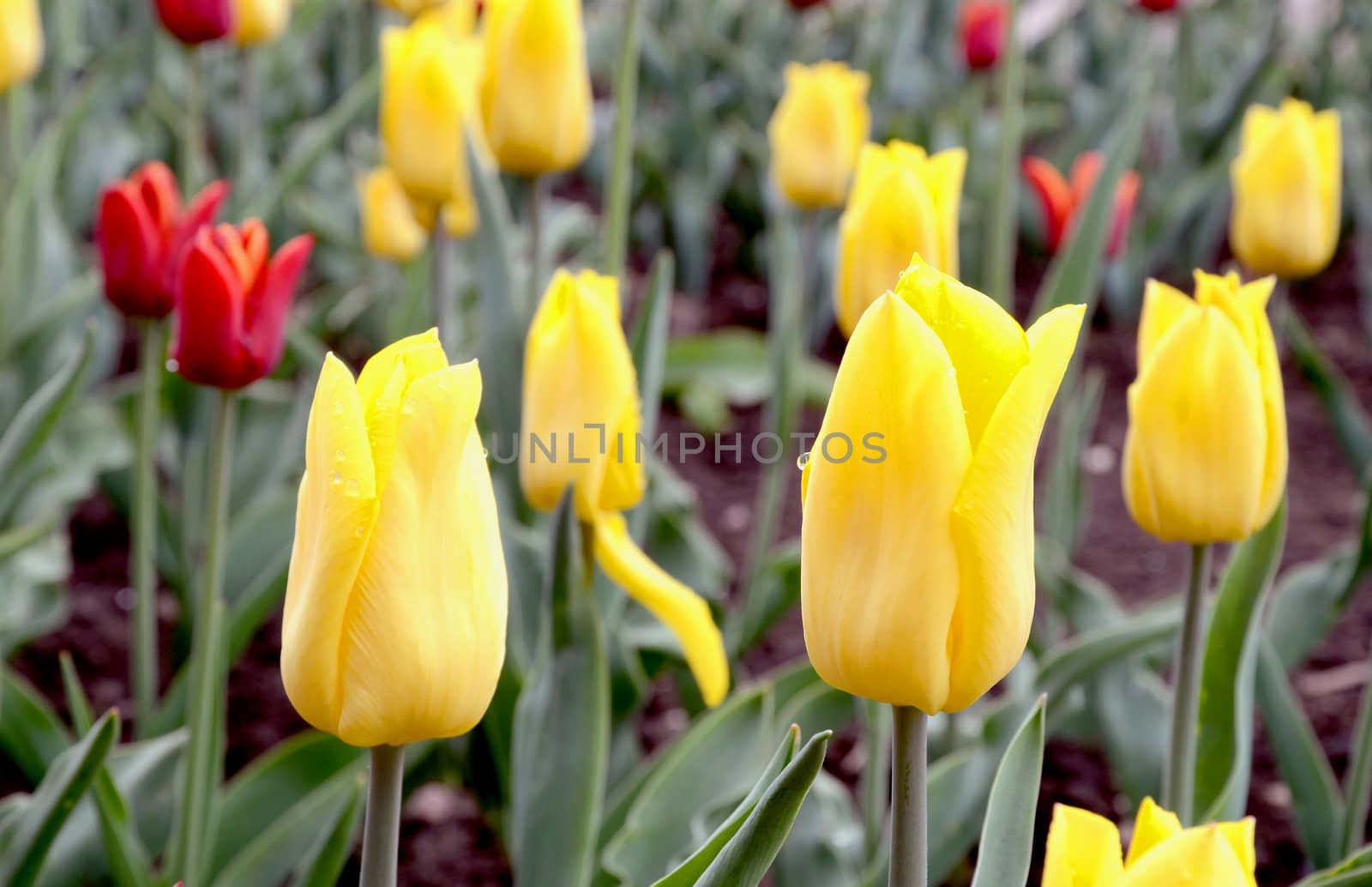 Red and yellow colored tulips in the spring garden.