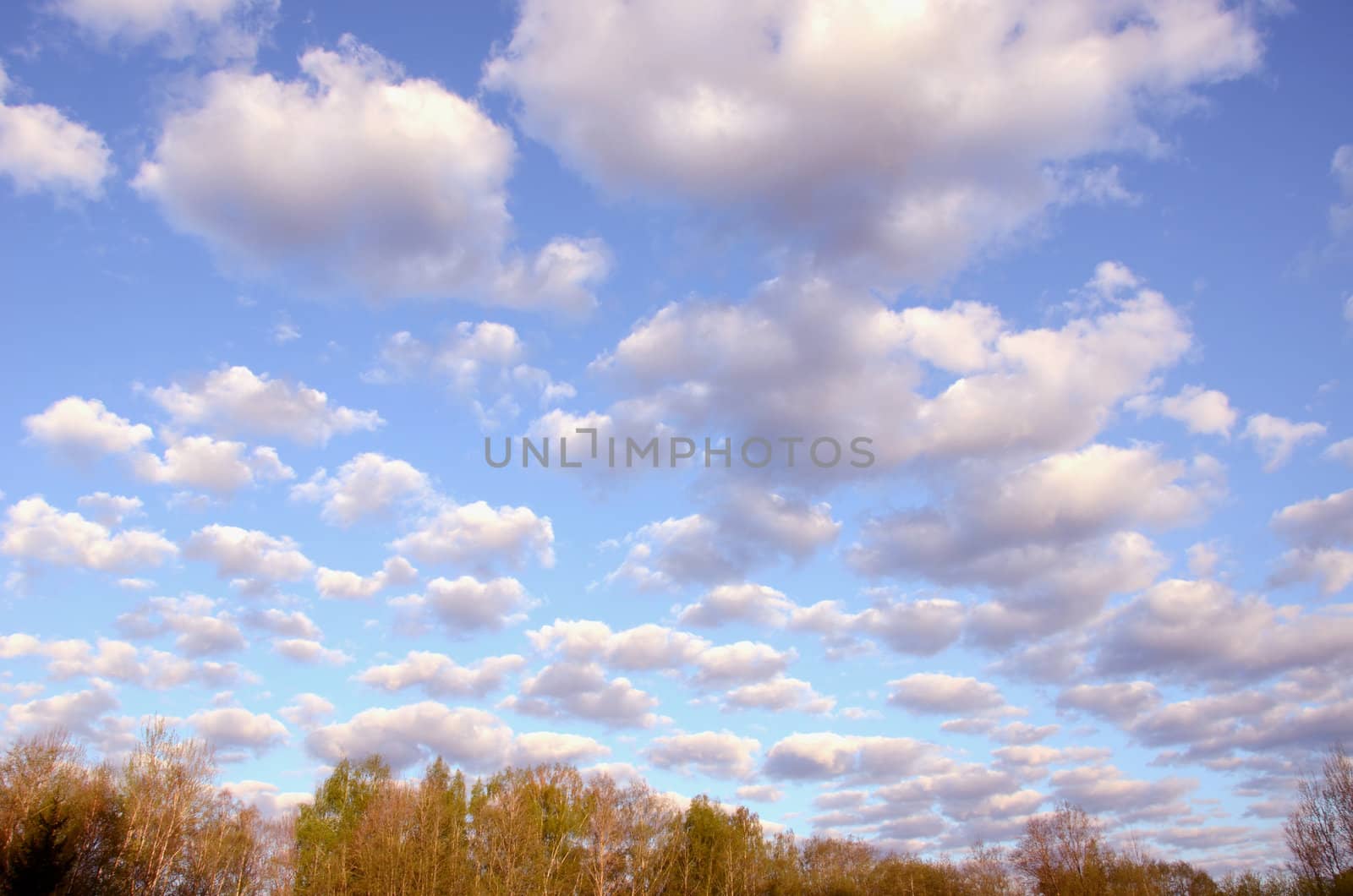 Morning cumulus over the trees. by sauletas