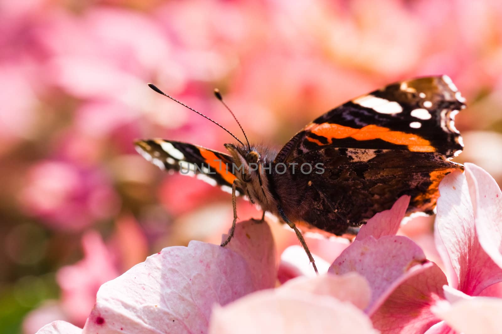 Butterfly  Red Admiral resting in the early morning sun on pink flowers