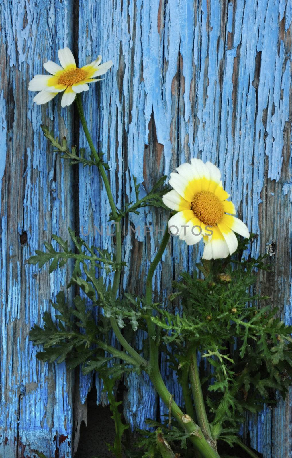 Image shows two daises against a highly textured wooder door. 