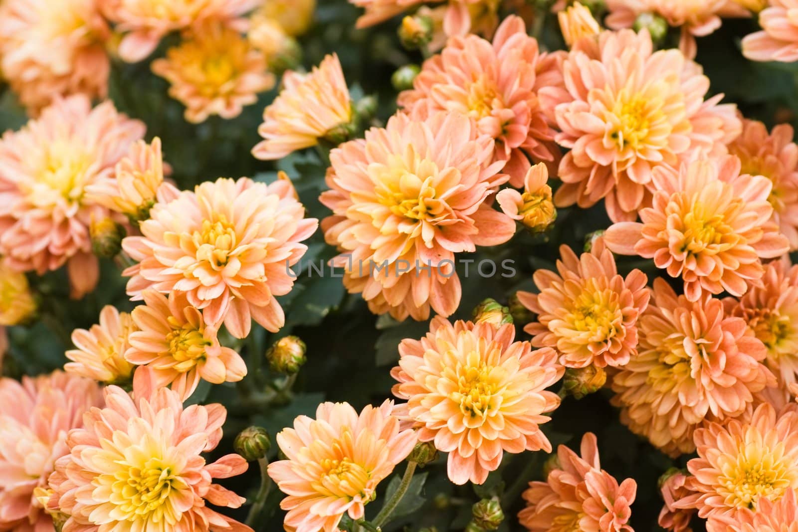 flowerbed of orange and yellow chrysanthemum in autumn