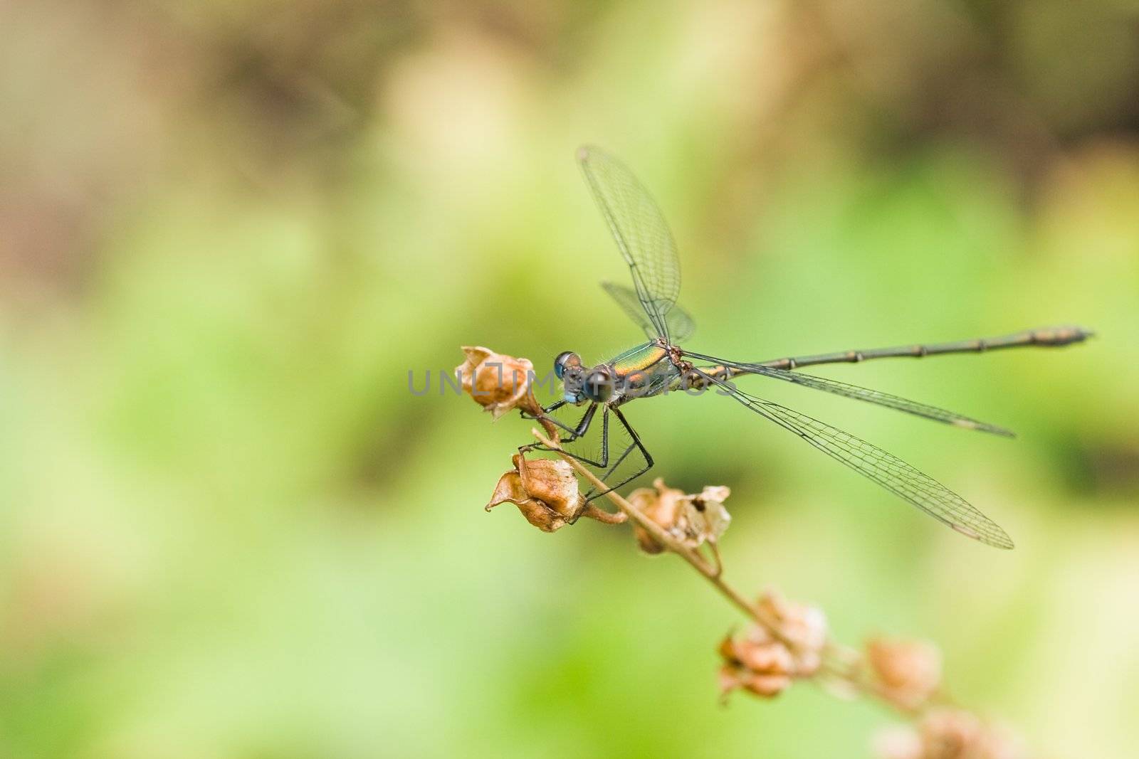 Green emerald damselfly resting from hunting flight