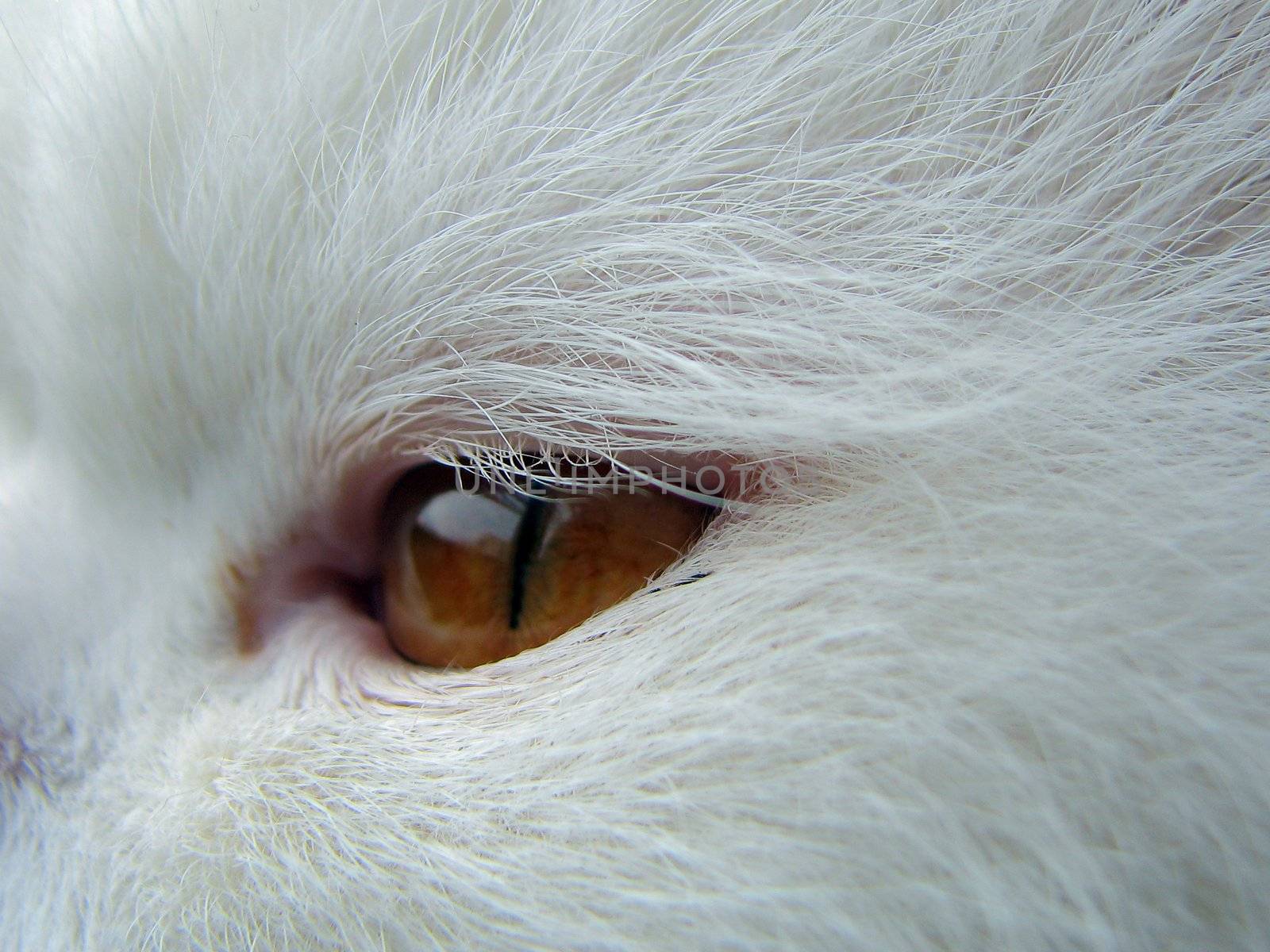 cat eye closeup by vadimone