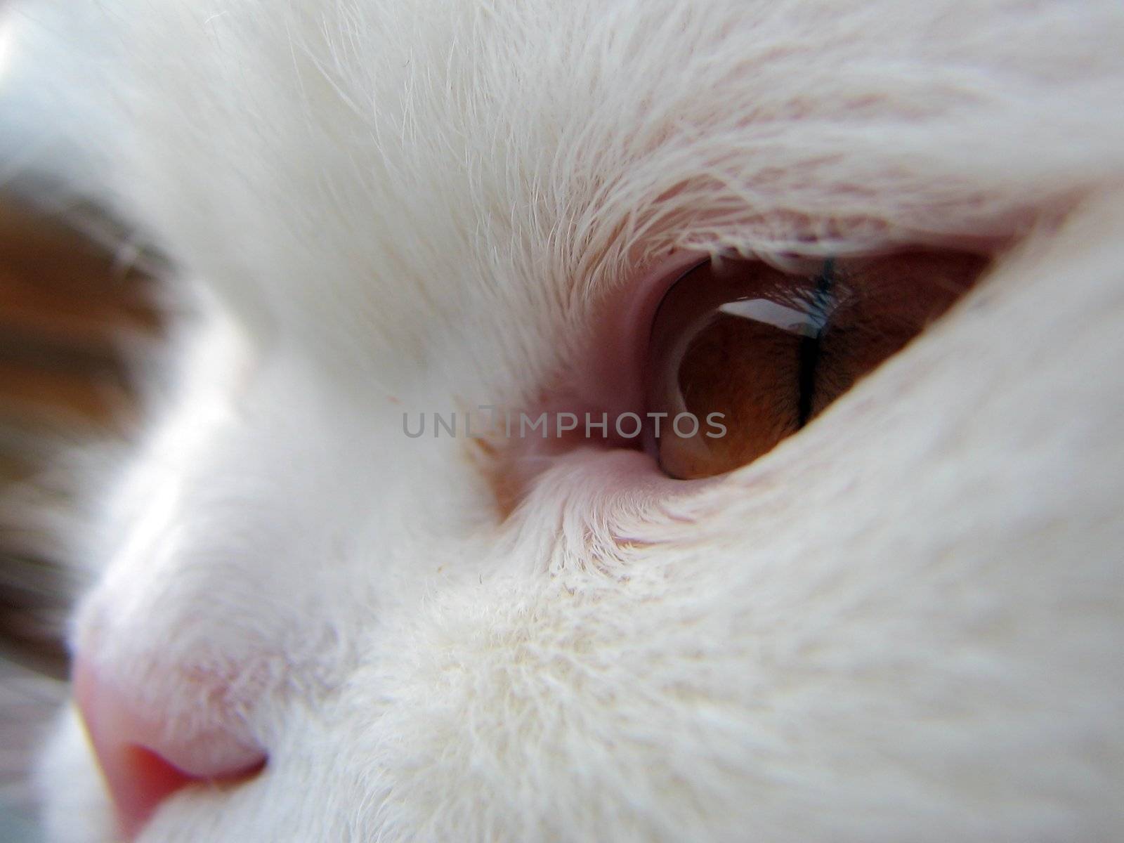 cat eye and nose closeup by vadimone