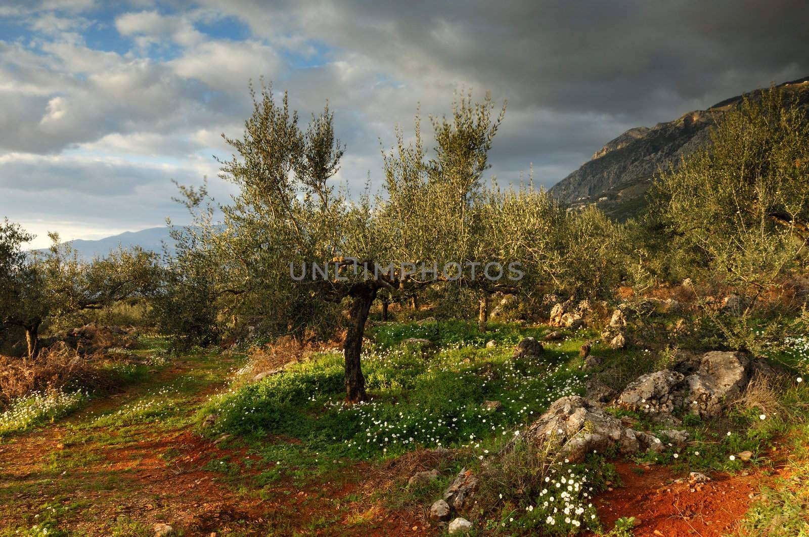 Image shows an olive tree filed in Messinia, southern Greece, after a rain storm