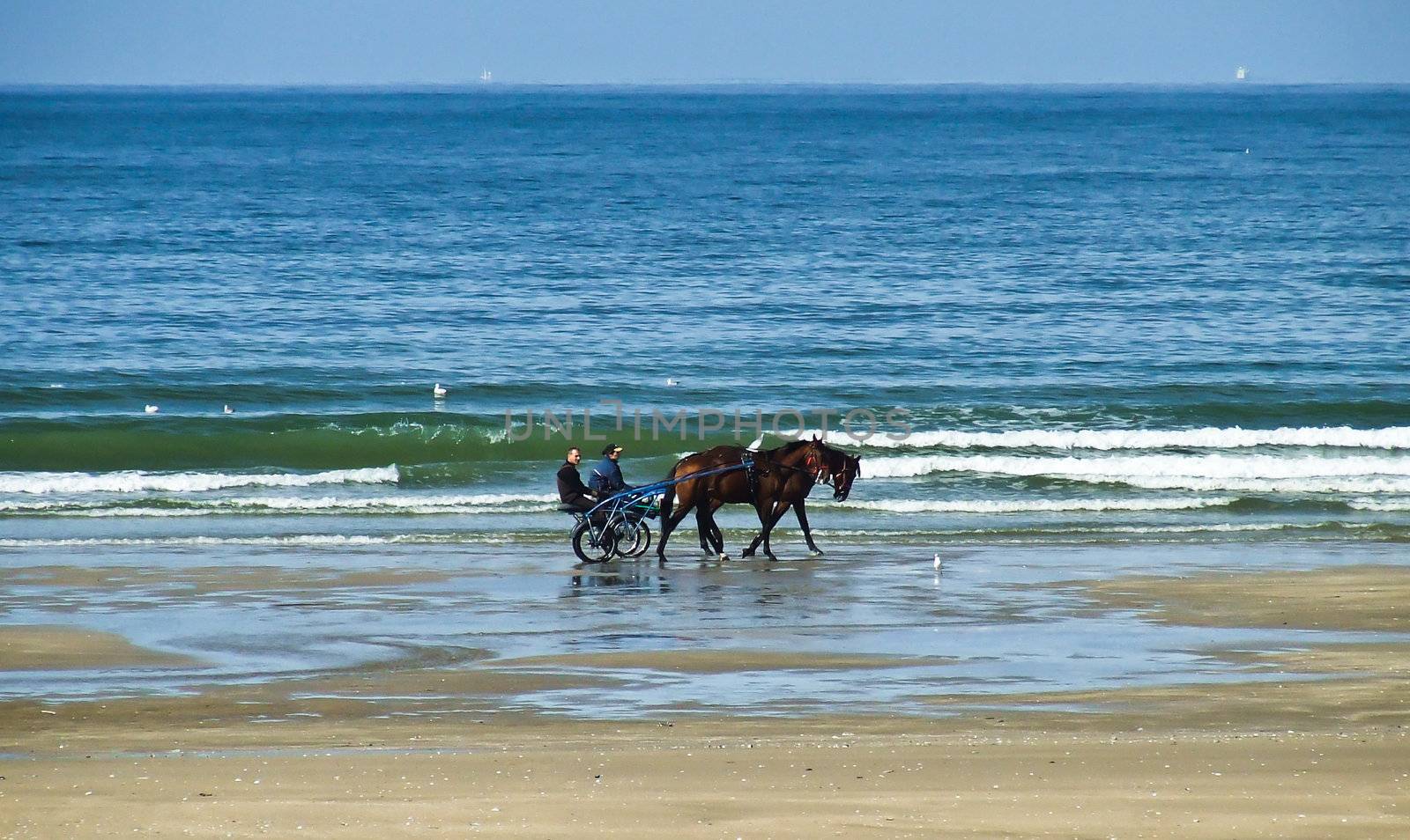 Horses pulling a carriage on Juno beach