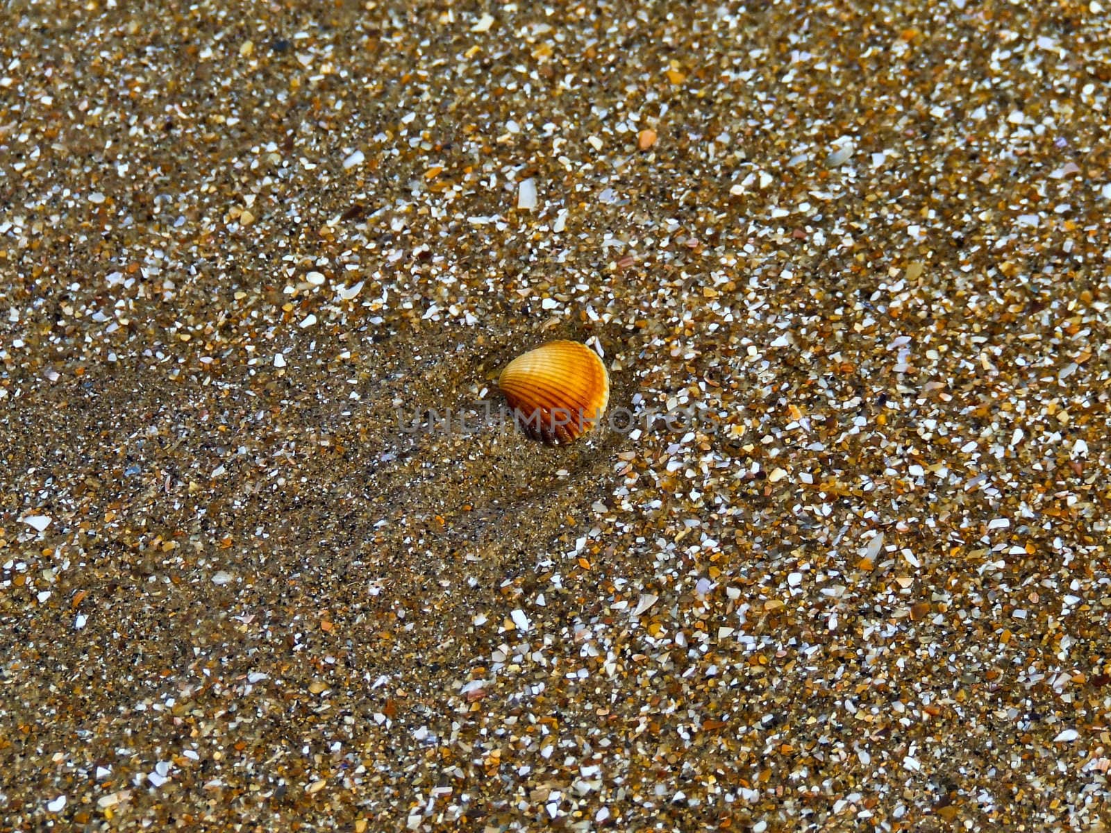 Shell on the beach by fabriziopiria