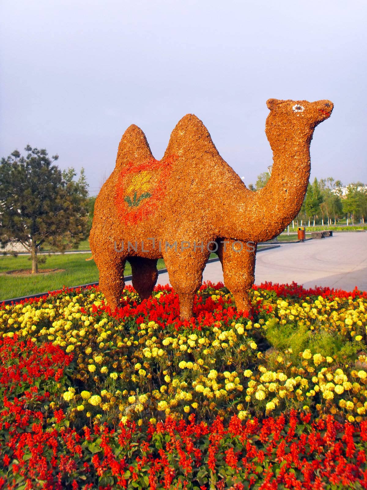 Yellow clay Camel