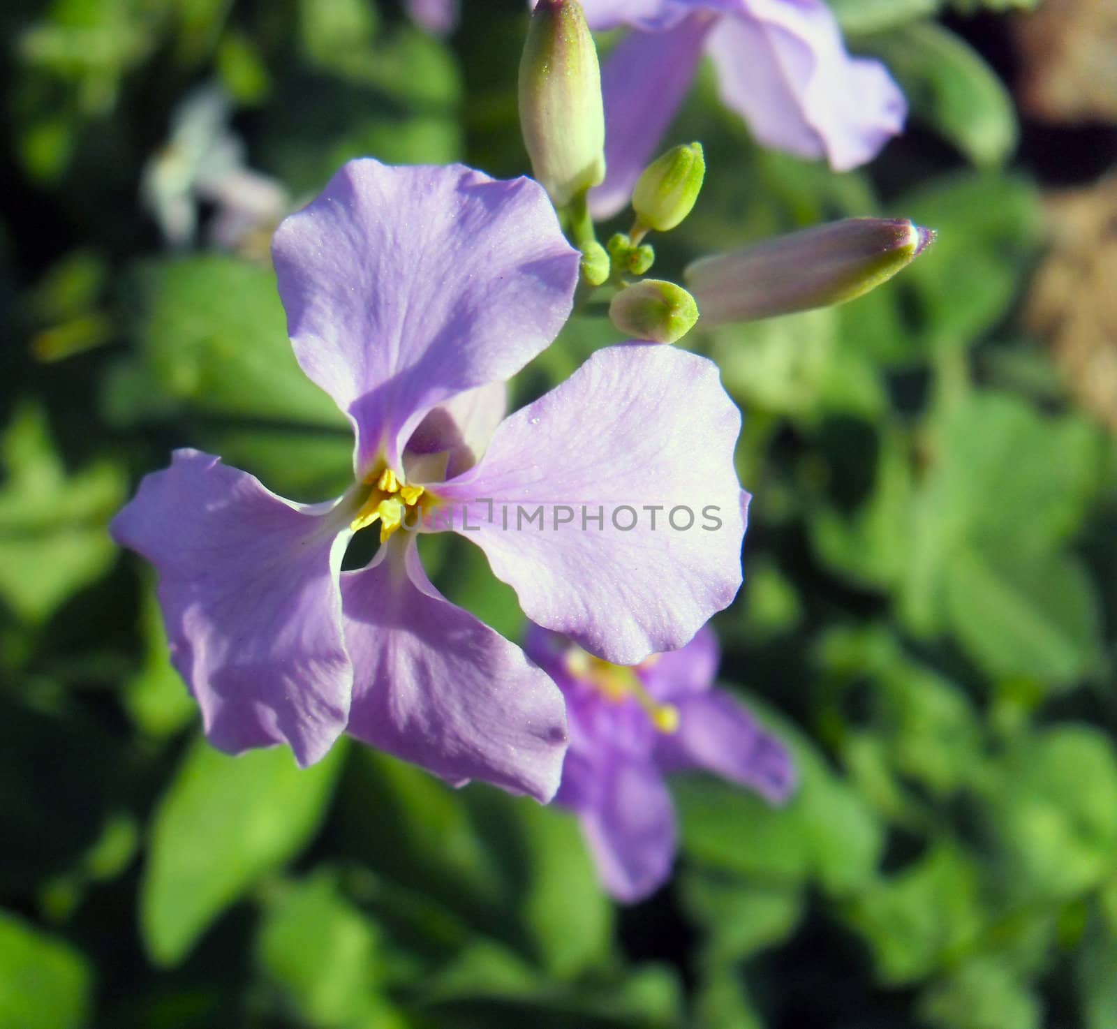 february orchids,Orychophragmus violaceus