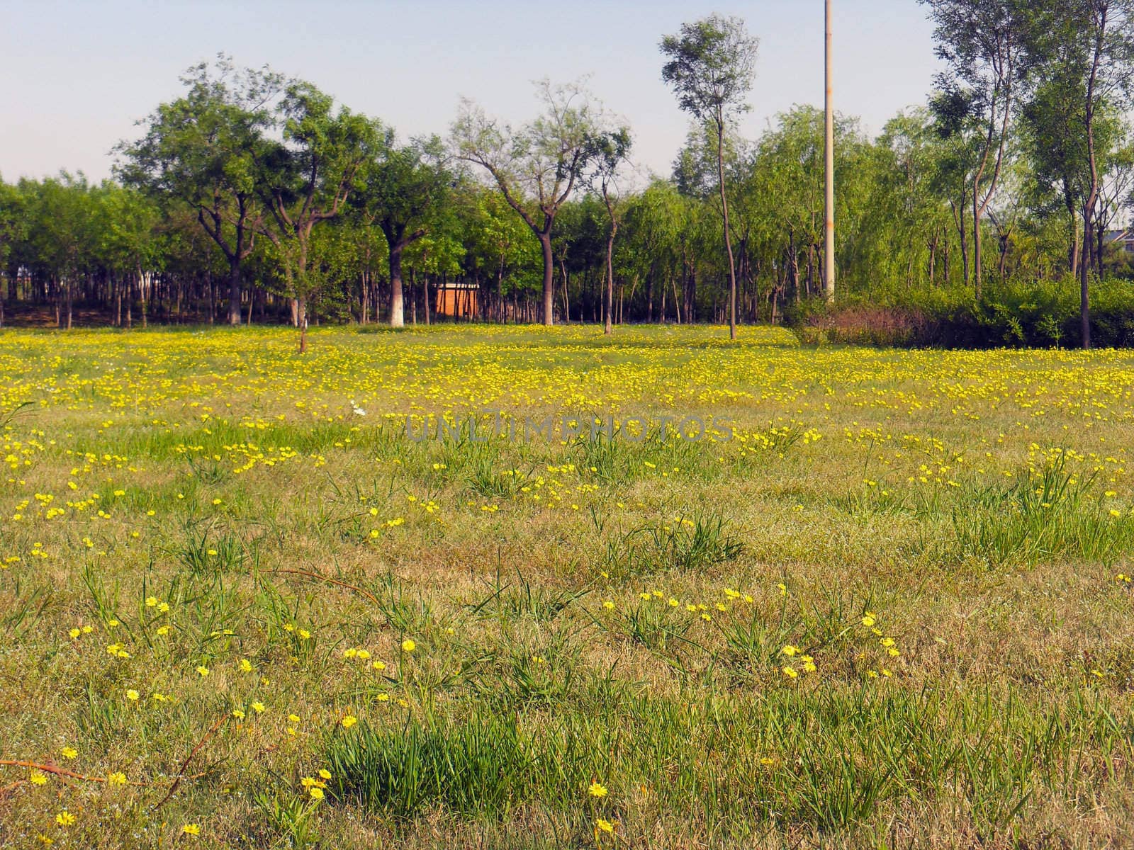 wild flowers on grassland