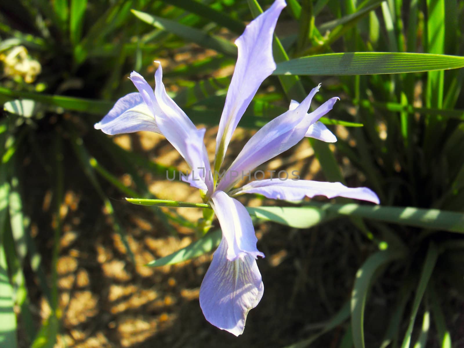 iris