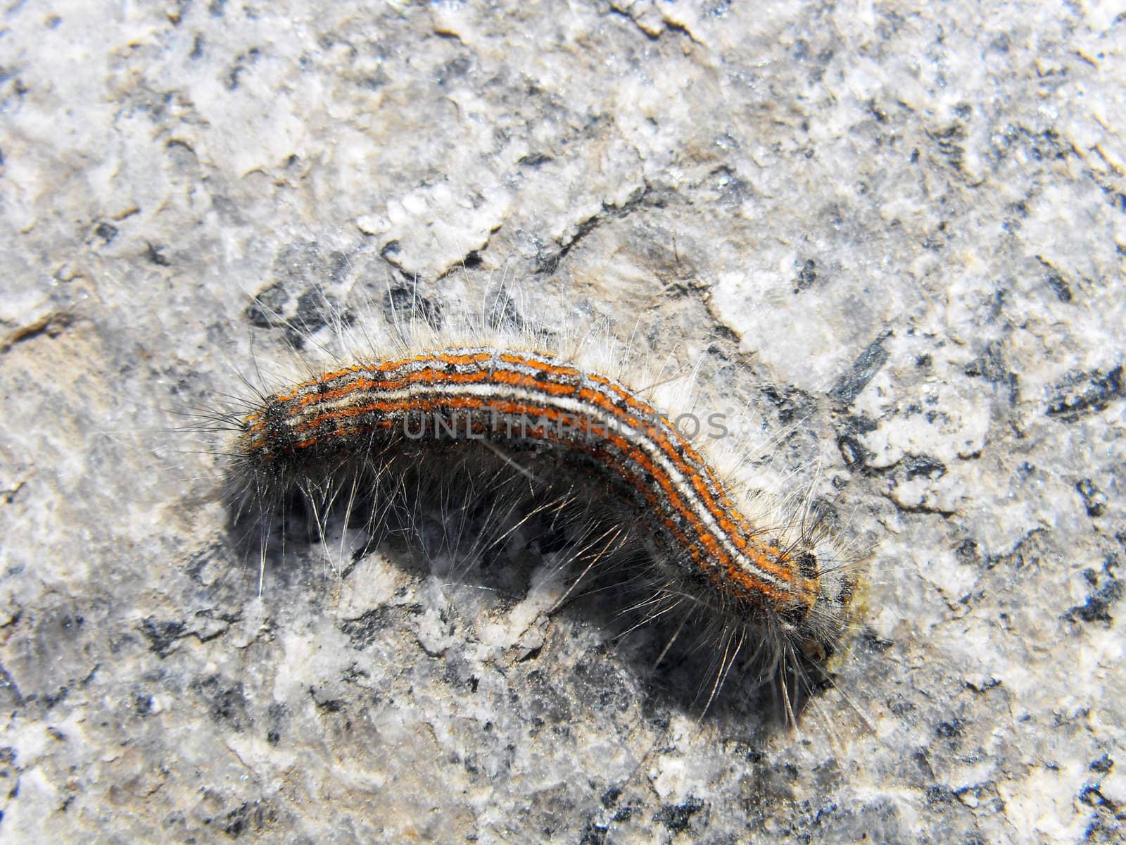 caterpillar