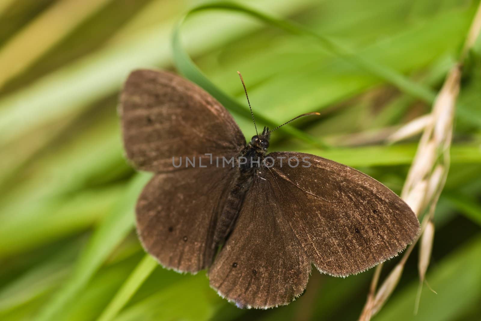 Ringlet butterfly sitting on grass by Colette