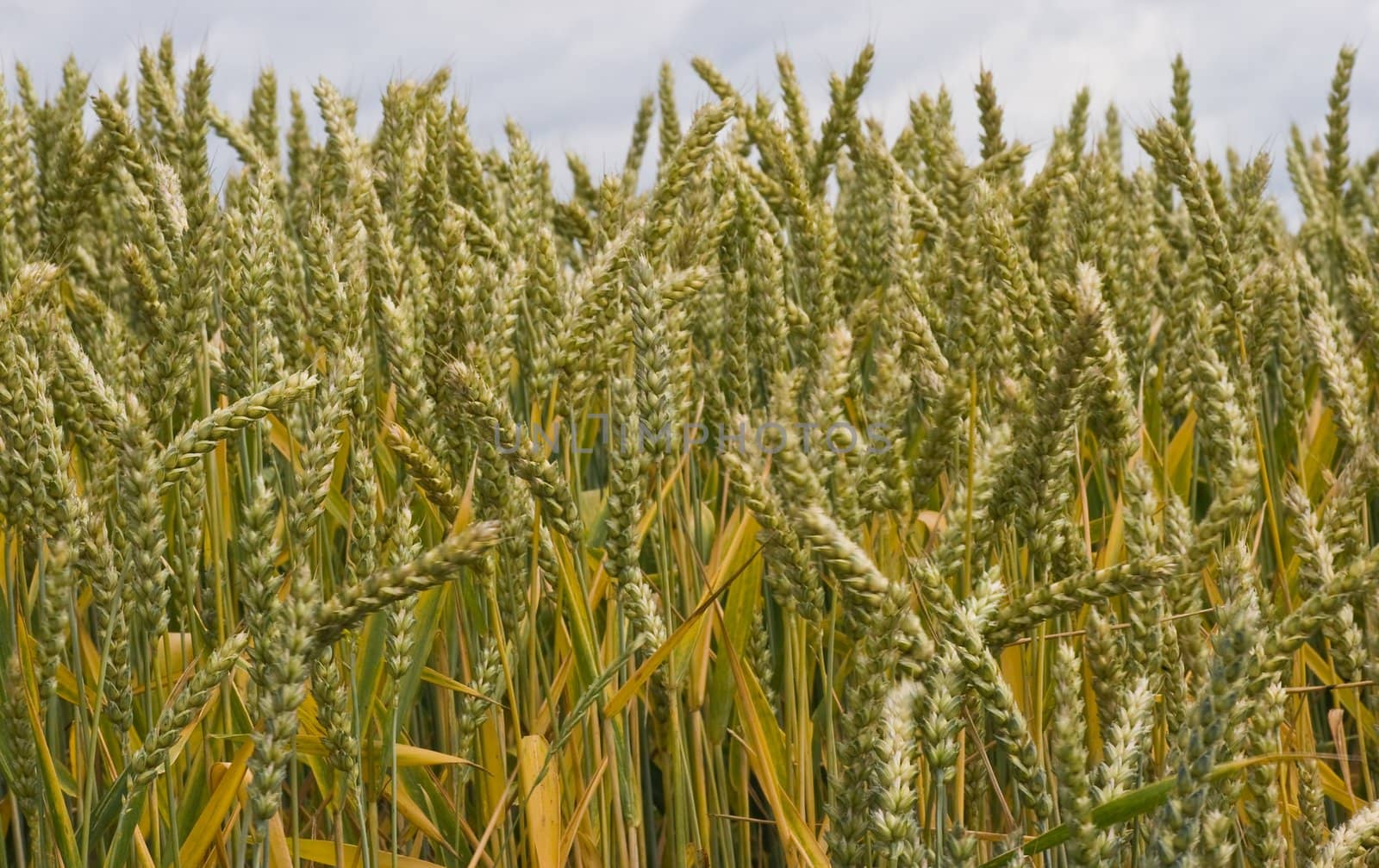 Riping grain by Colette