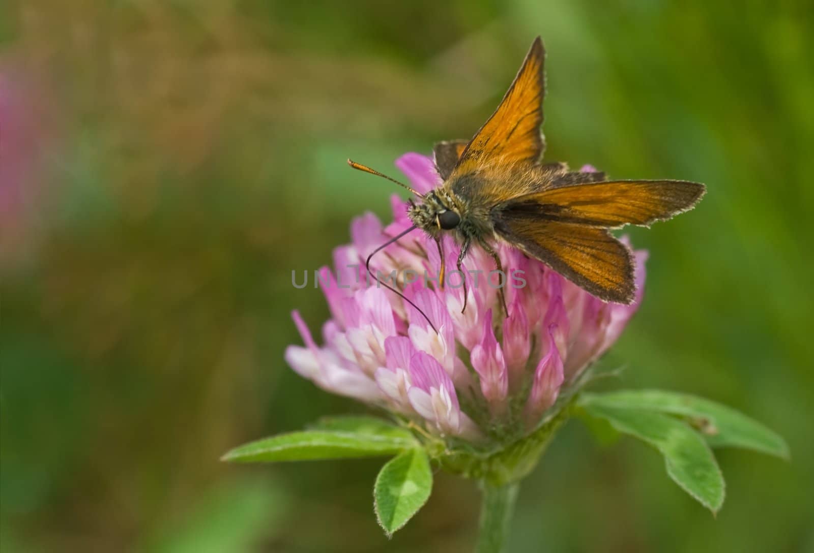 Large Skipper getting nectar from red clover on sunny day in summer