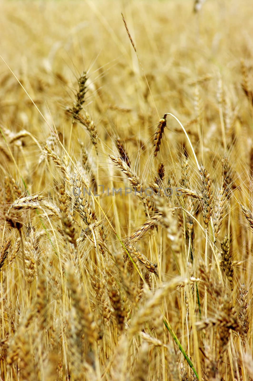 Golden wheat on the plant.