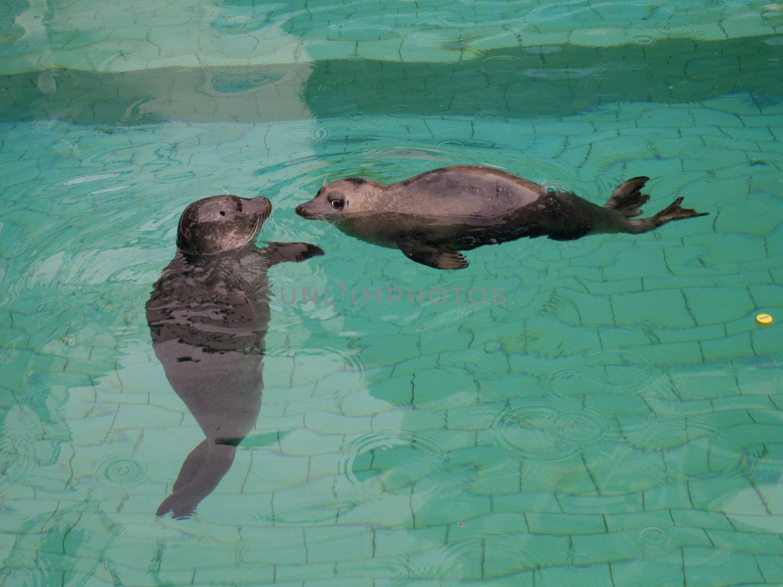 two seals in the aquarium