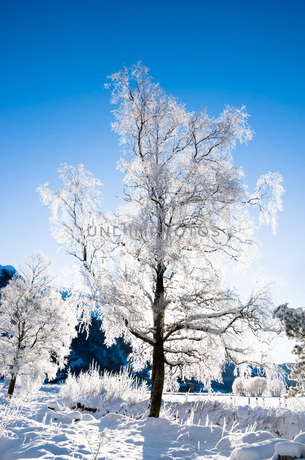 Winter scene from Norway