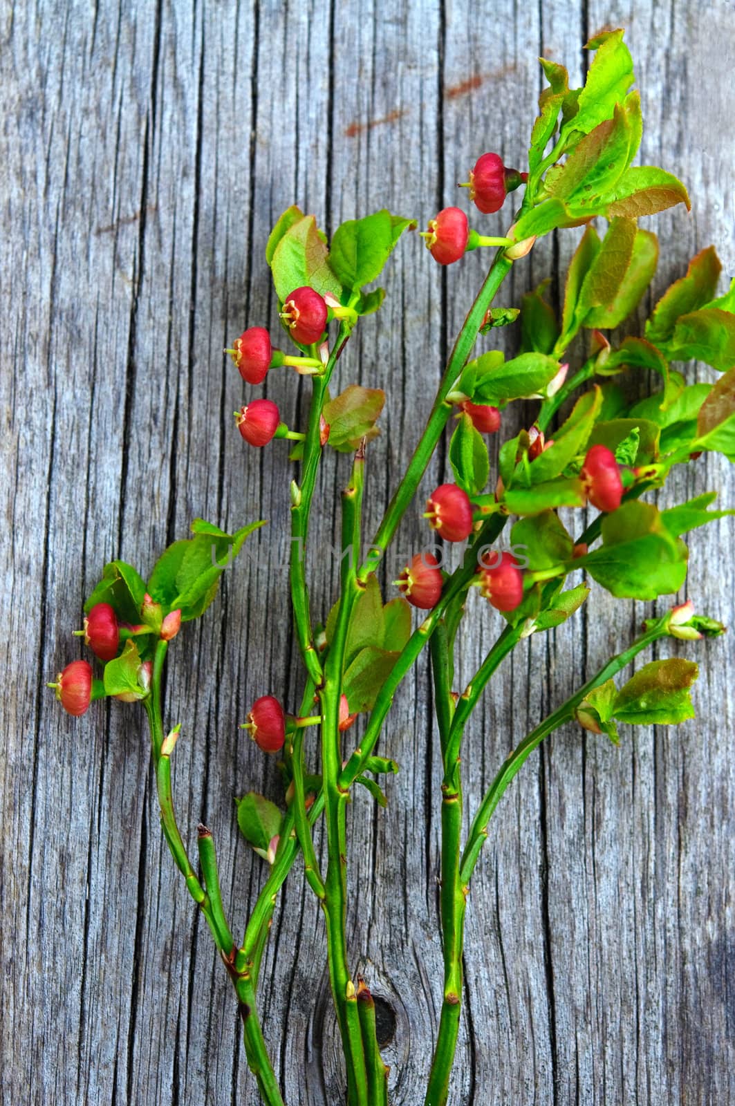 A branch of pink blueberry flowers on wood