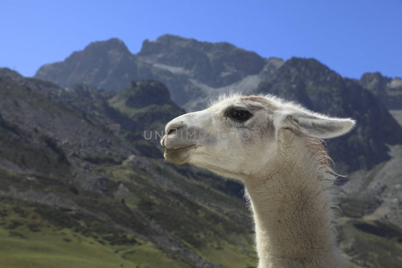 Profile of a white lama in Pyrenees Mountains in the vicinity of Col du Tourmalet which is an important stage of "Tour de France", which is the biggest cycling race in the world.