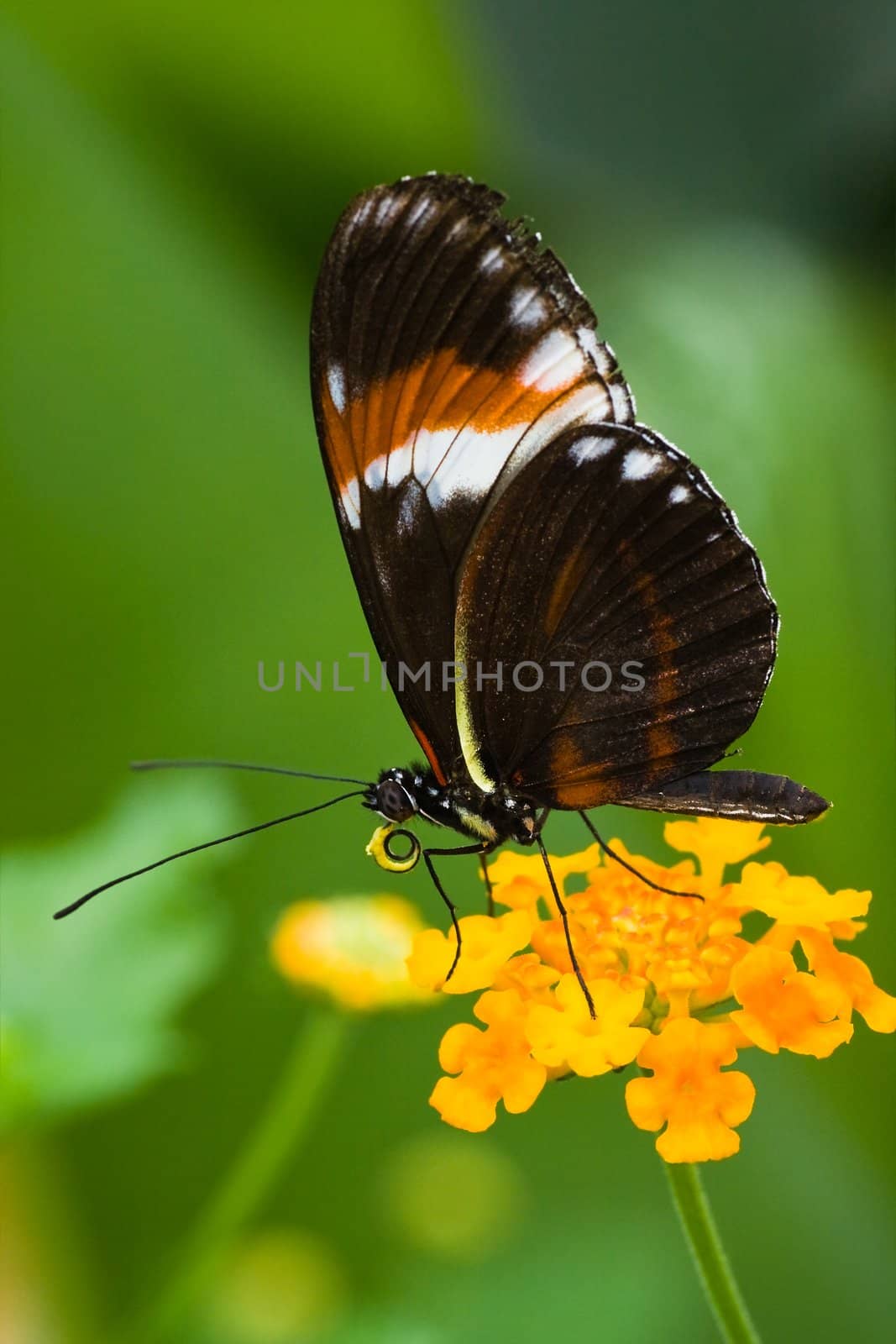 Tropical butterfly Heliconius resting on Spanish flag flowers