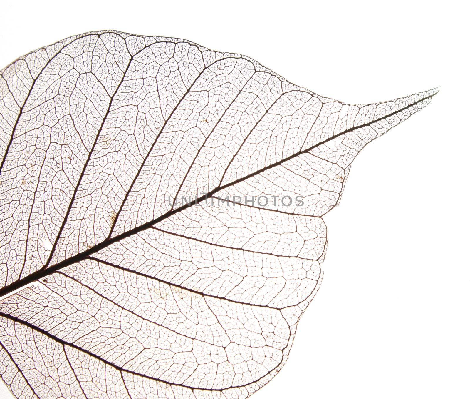 Dry leaf detail texture in front to light