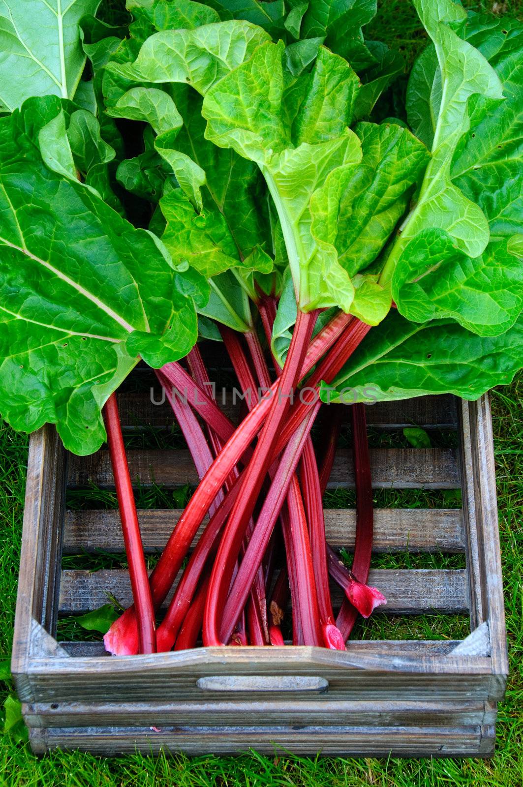 A wooden box with newly cut rhubarb from the garden