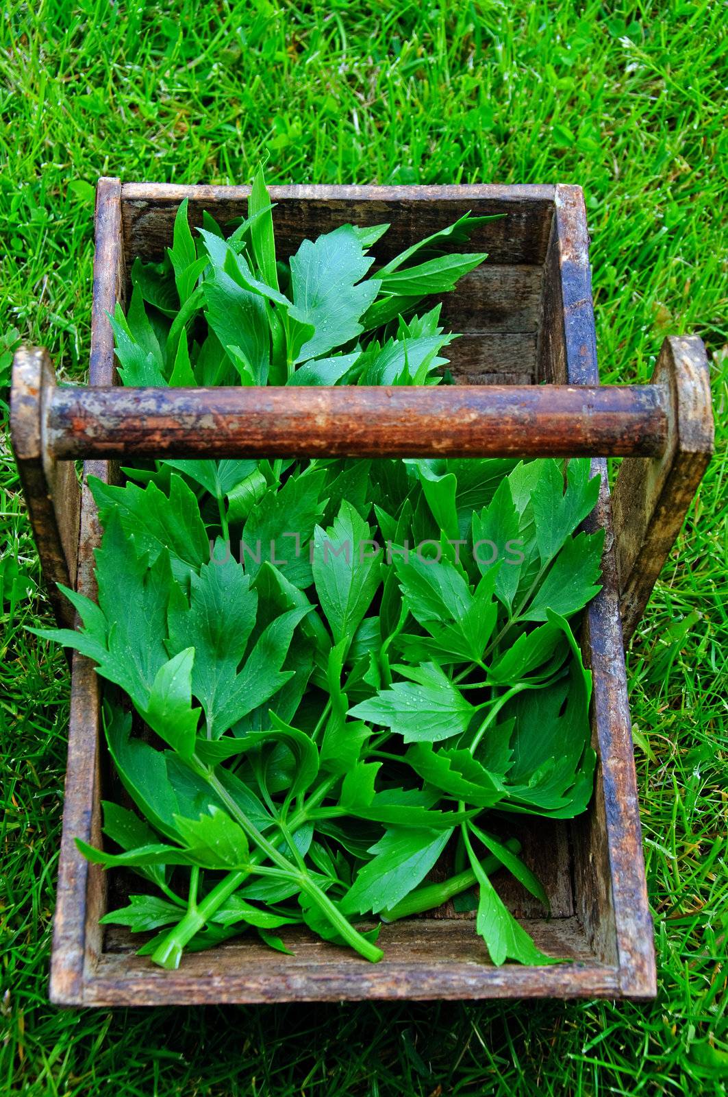 Fresh lovage in a wooden tray