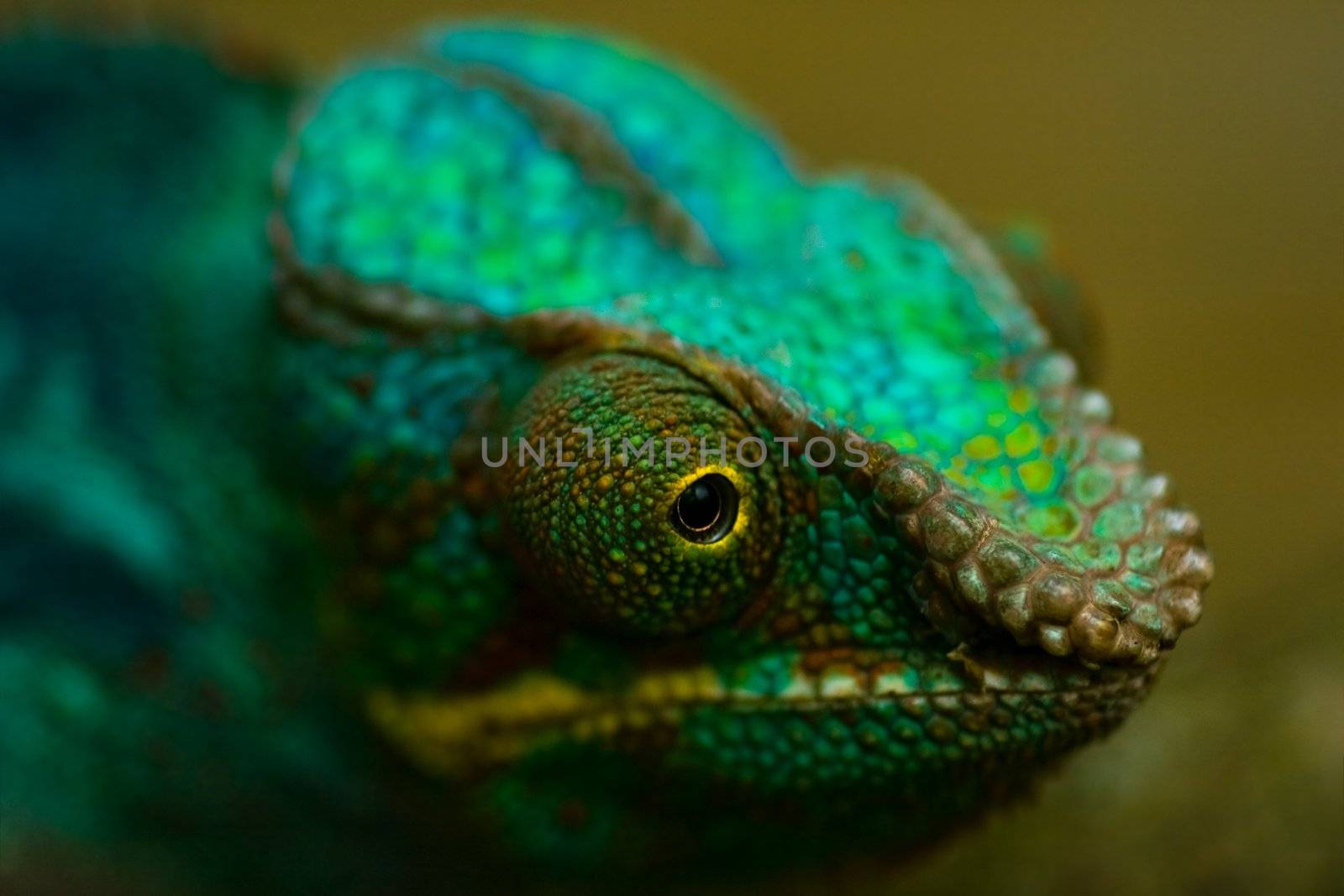 Head of colorful Panther chameleon in close view