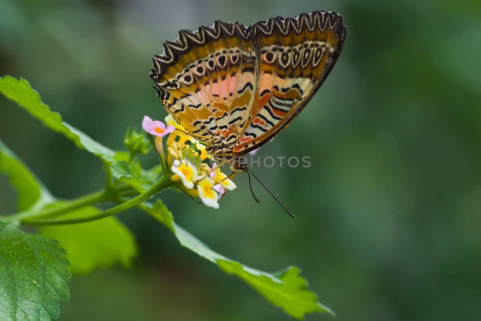 Tropical butterfly Plain Lacewing by Colette