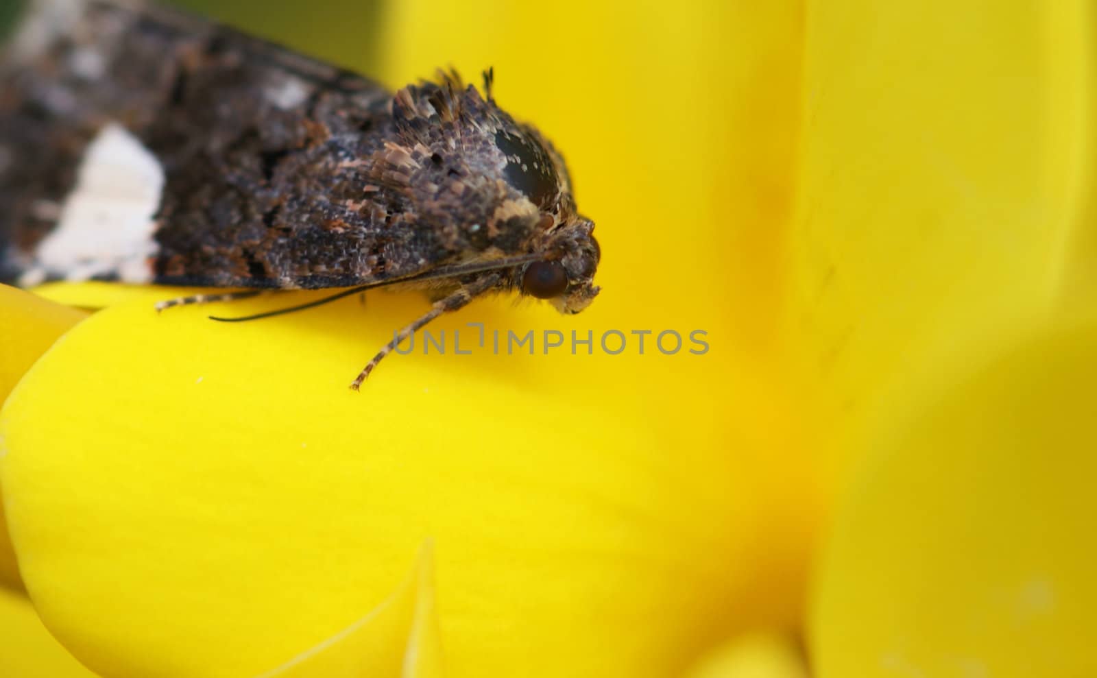 Butterfly on a yellow flower. Photographed up close.