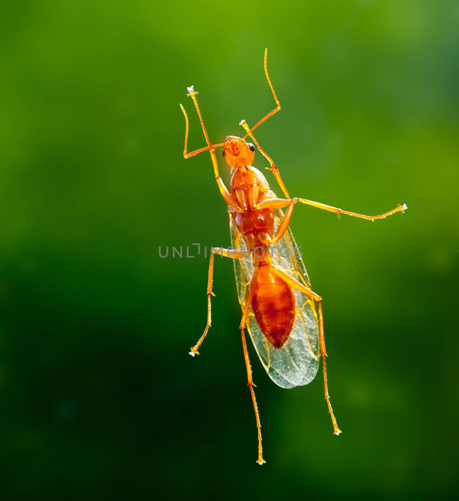 Unusual macro shot of a male winged carpenter ant taken from below when the ant was resting on a piece of glass