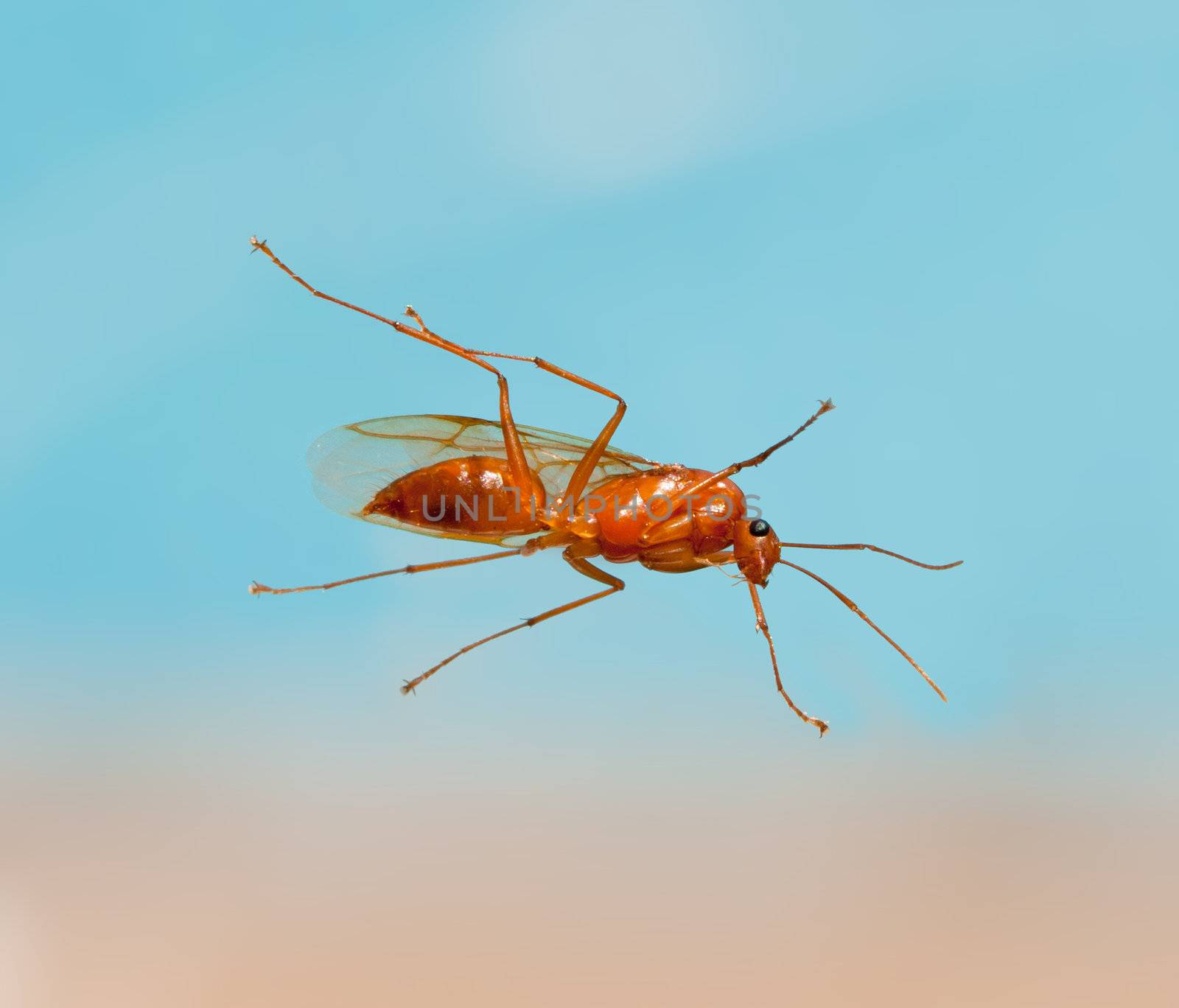 Unusual macro shot of a male winged carpenter ant taken from below when the ant was resting on a piece of glass