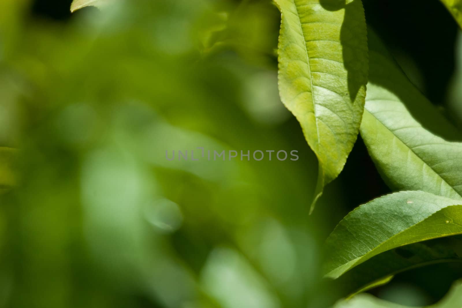 Close-up of leaves with a blurred background.