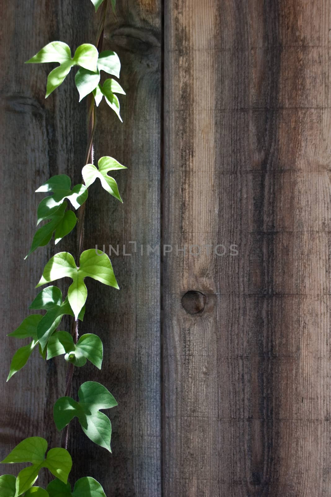 A single vine climbing a wooden fence.