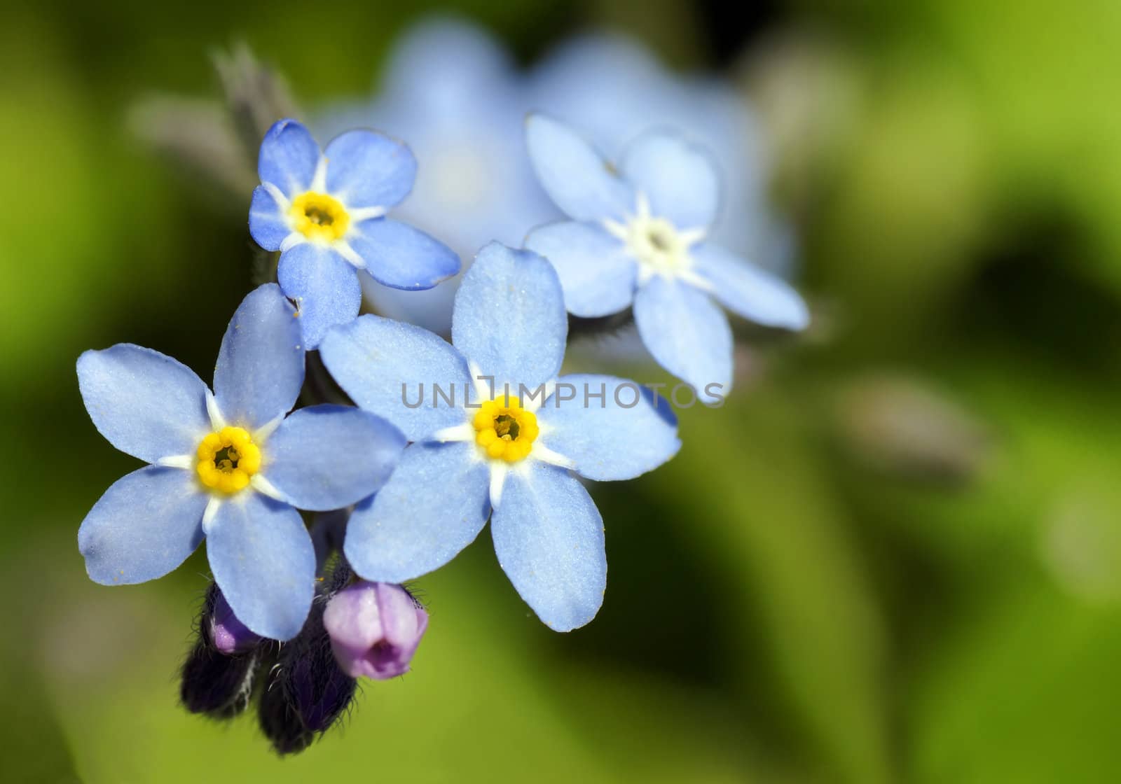 Beautiful and simple Myosotis, forget-me-not, blue and yellow flower: perfect floral background.