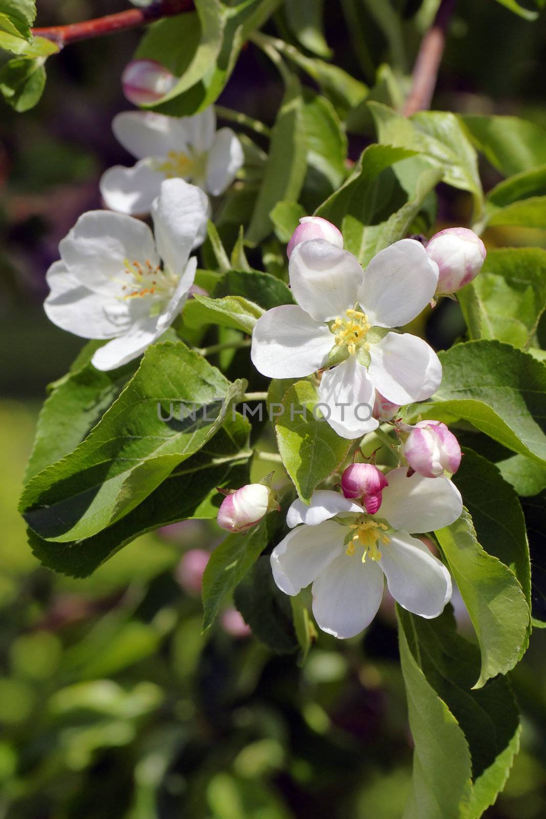 Floral classic: beautiful apple tree flowers in bloom at the tip of branch on a sunny day.