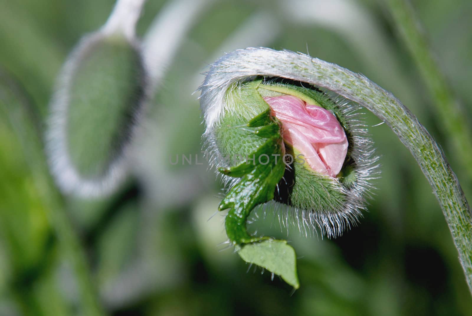 Head of red poppy trying to expand its wonderfull bloom.