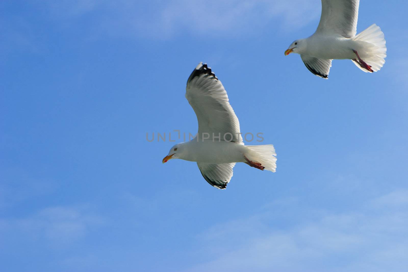 Two seagulls on a background of the sky