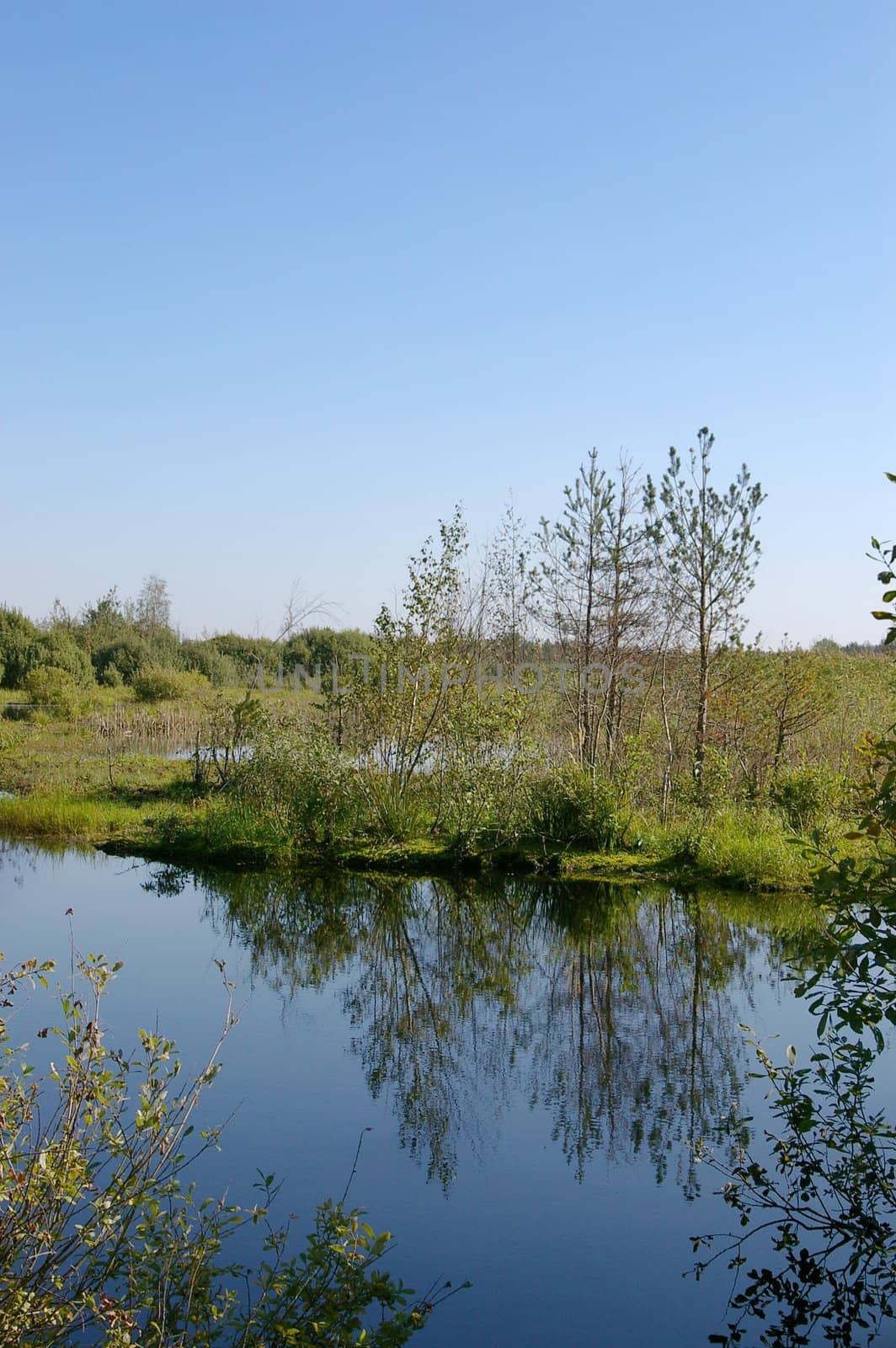 Forest lake in summer, green grass, blue sky, reflections in water