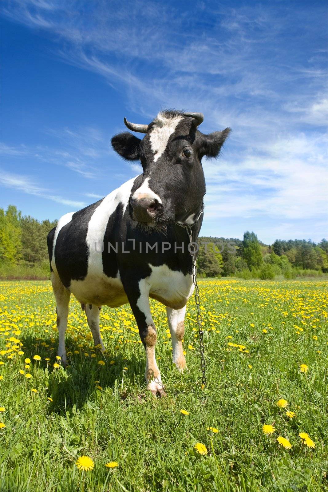 The adult black-and-white cow stands on a green grass with yellow flowers 
