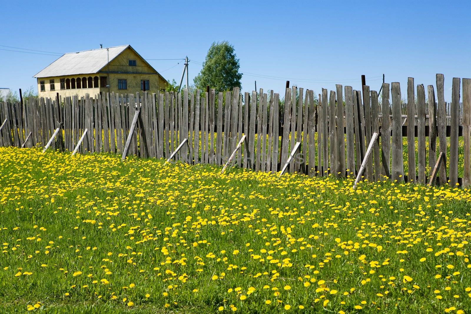 Beautiful rural landscape with a small house, a tree, a wooden fence and a green meadow with yellow flowers in a summer sunny day
