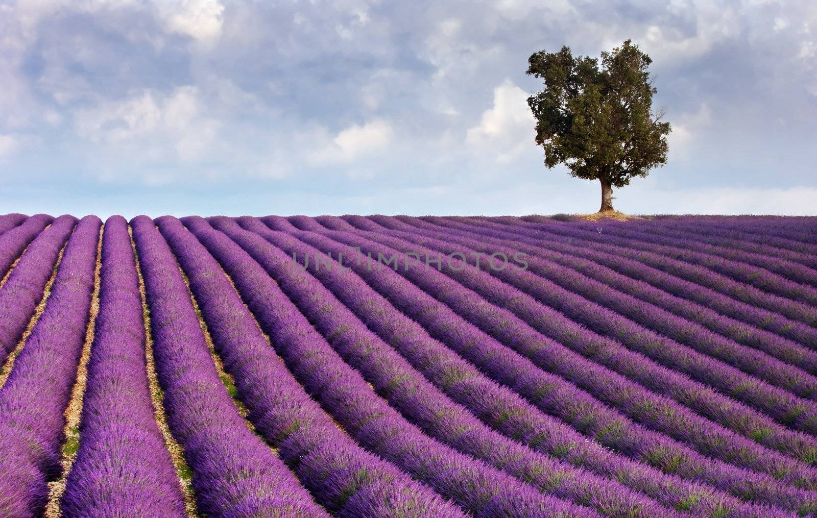 Lavender field and a lone tree by akarelias