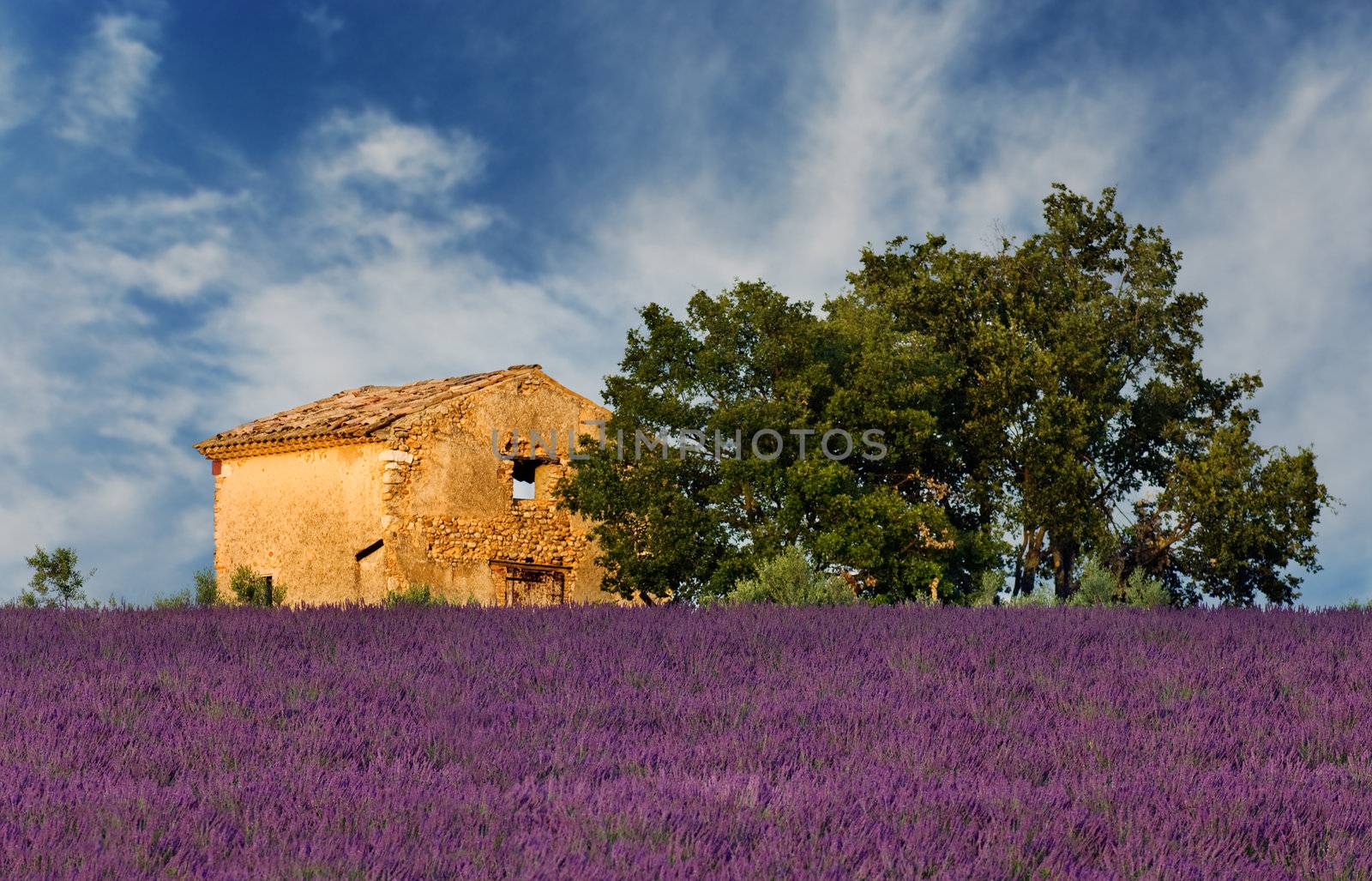 Image shows an old abandoned barn overlooking a lavender field, in the region of Provence, France